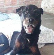 Cachorro resgatado após ser enterrado vivo precisa de doações 