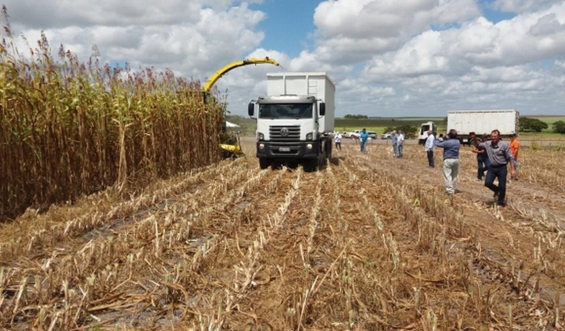 Governo de Alagoas inicia safra de grãos 2018 nesta sexta-feira, em Anadia