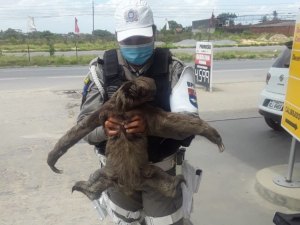 Bicho-preguiça é resgatado tentando atravessar rodovia em Messias