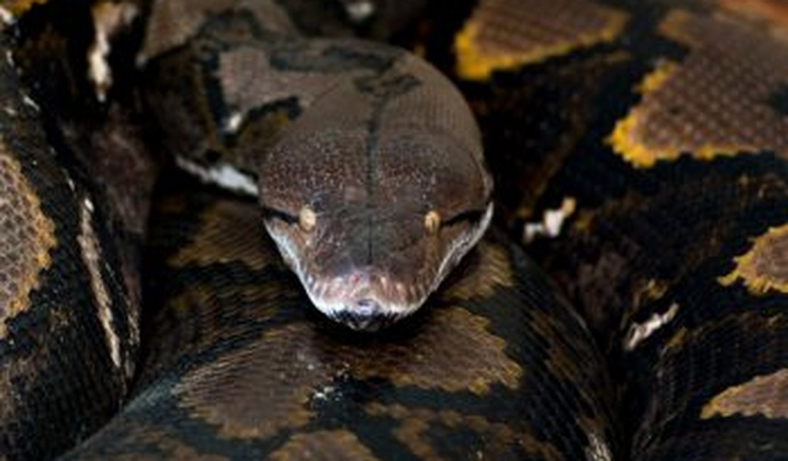 Em um mês, jovem indiano é picado oito vezes pela mesma cobra