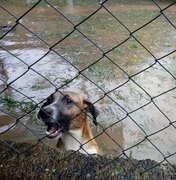 Forte chuva inunda abrigo de animais na Zona Oeste do Rio