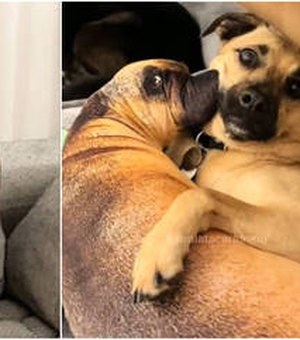 Cachorro se surpreende ao ver almofada com a cara dele, e estofado confunde internautas