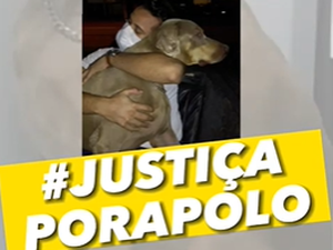 Polícia Civil vai investigar morte de cão por eutanásia sem consentimento de tutor