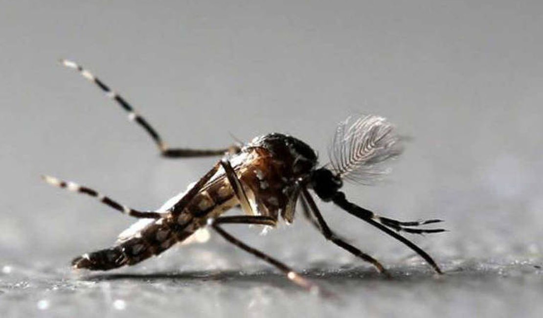 Ministério da Saúde divulga número de casos de Dengue em AL