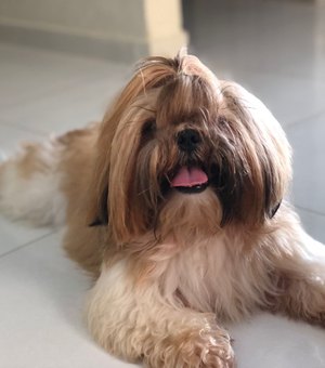 Cão da raça shih-tzu foge de casa em Arapiraca e família gratifica a quem encontrar o pet