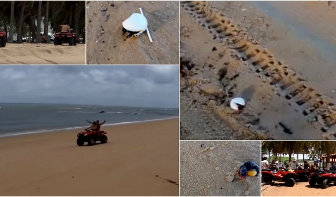 Após reação a morte de filhotes de tartarugas, turismo no Gunga coexiste com preservação