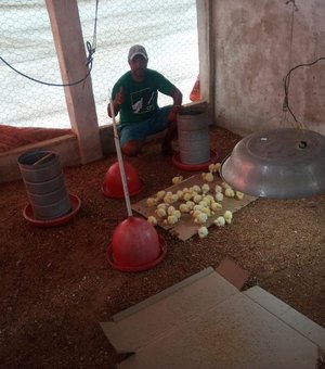 Porto de Pedras investe em avicultura para gerar renda