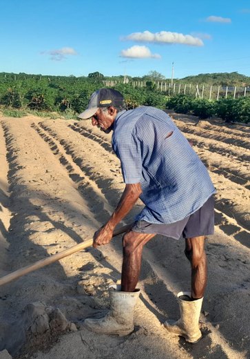 Agricultores preparam a terra para o plantio do milho no Dia de São José