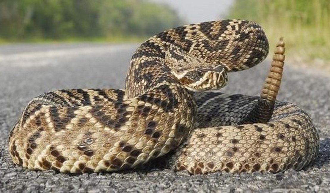 Cobras venenosas deixam moradores da zona rural de Mata Grande em alerta