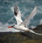 Ufal será representada em projeto nacional sobre aves marinhas do Brasil