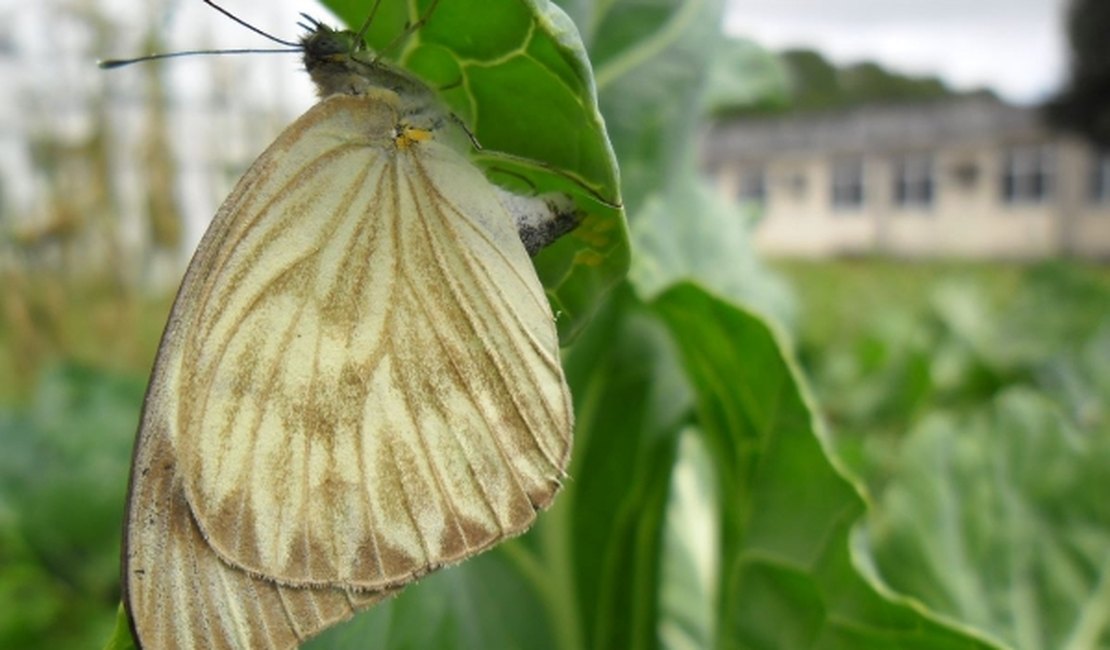 Aumento de borboletas chama atenção de alagoanos durante a quarentena