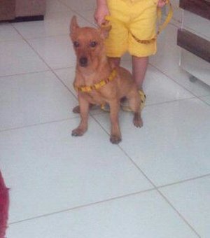 Família procura por cachorro desaparecido em Arapiraca