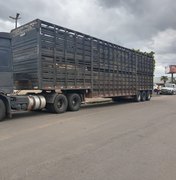 Carreta transportando gado de forma irregular é abordada em Arapiraca