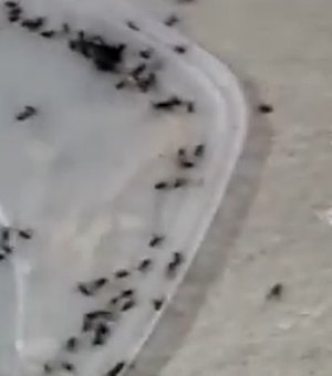 Infestação de moscas incomoda moradores de União dos Palmares