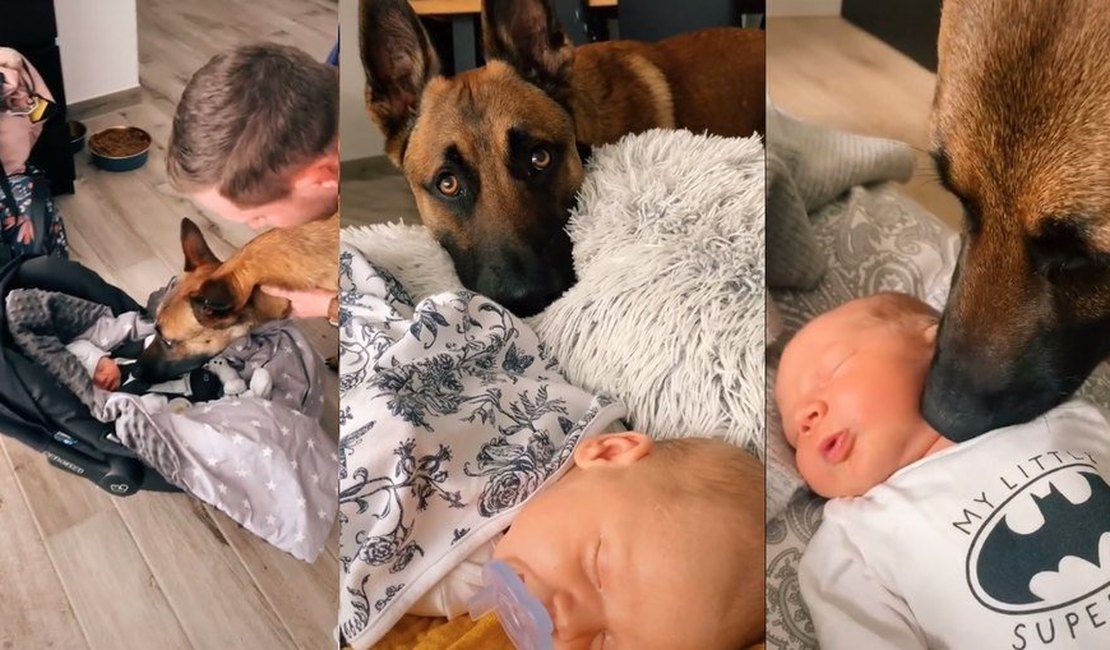 Cachorro reage a chegada de bebê e viraliza na internet; veja vídeo