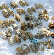 Policiais encontram mãos decepadas no gelo da Sibéria