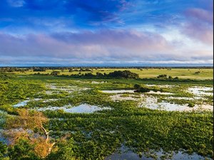 Maravilhas Naturais de Campo Grande: Explore o Cerrado e o Pantanal