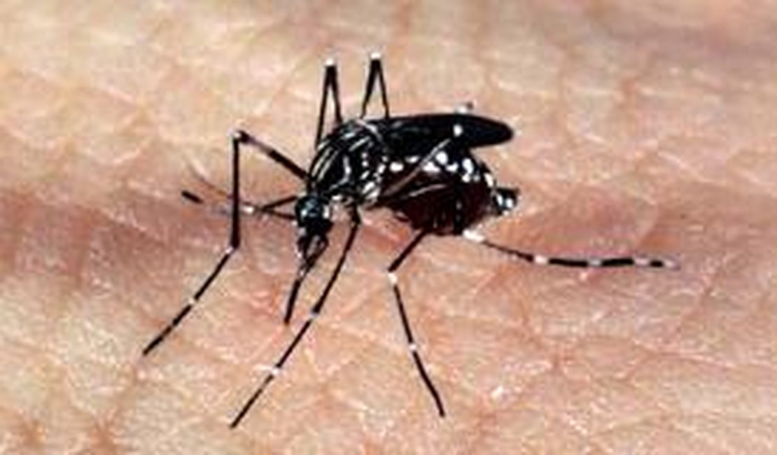 Números da dengue disparam no Brasil neste começo de ano