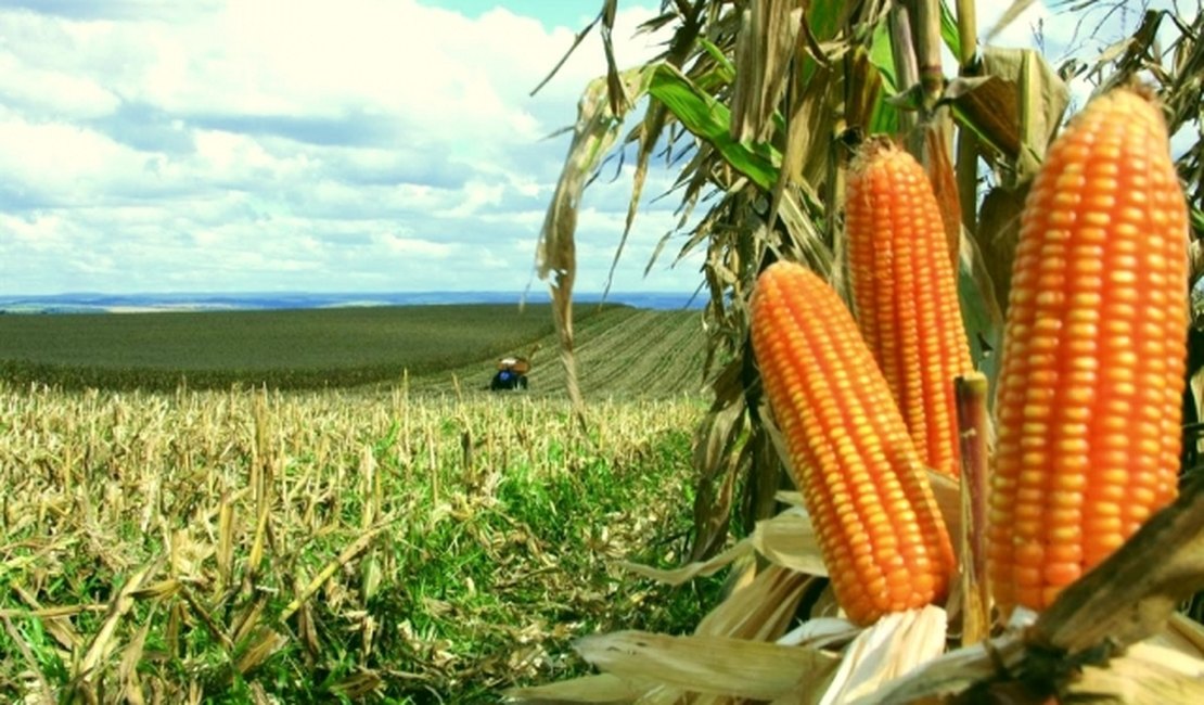 Boa parte do milho consumido em Arapiraca nas festas juninas é produzido no próprio município