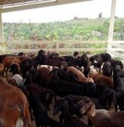 Seagri entrega 56 ovelhas a agricultores de Piranhas 