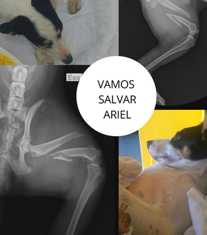 Mulher pede ajuda para salvar cadela atropelada na Av. Menino Marcelo