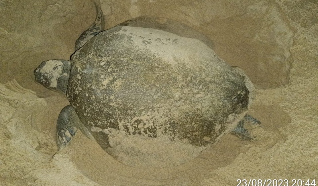Tartaruga é avistada desovando na orla da jatiúca, em Maceió