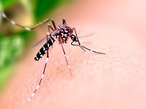 SMS confirma primeira morte por dengue em Maceió; vítima tinha 32 anos