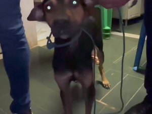 Homem suspeito de estuprar cachorro é preso por zoofilia em Maceió