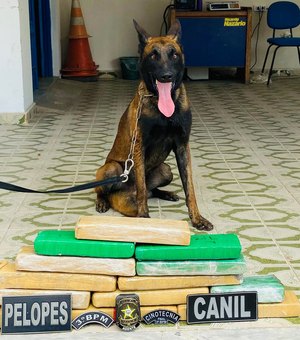 Homem escondia 12 kg de maconha dentro de casinha de cachorro em Arapiraca
