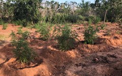 Ação integrada apreende mais de duas toneladas de maconha em Mata Grande