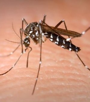 Saúde notifica 3.233 casos de dengue em 2015 na capital