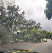 Árvore cai e deixa trânsito lento na BR-316 em Satuba