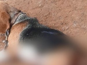 Cadela é morta a facadas após invadir quintal de vizinho