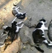 Moradores denunciam envenenamento de gatos em Arapiraca
