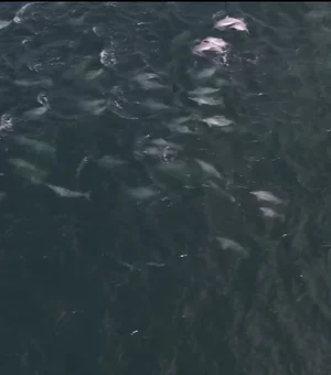 Mais de 600 botos-cinza são flagrados nadando juntos no Rio de Janeiro