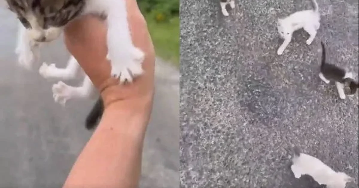 Vídeo de gato avisando 'me acabei' diverte a internet