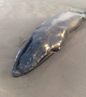 Baleia encalha morta na Praia do Pontal do Peba