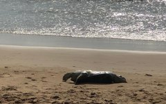 Tartaruga marinha é achada em estado de decomposição