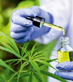 AL é um dos cinco estados do Nordeste em que a cannabis medicinal é legalizada