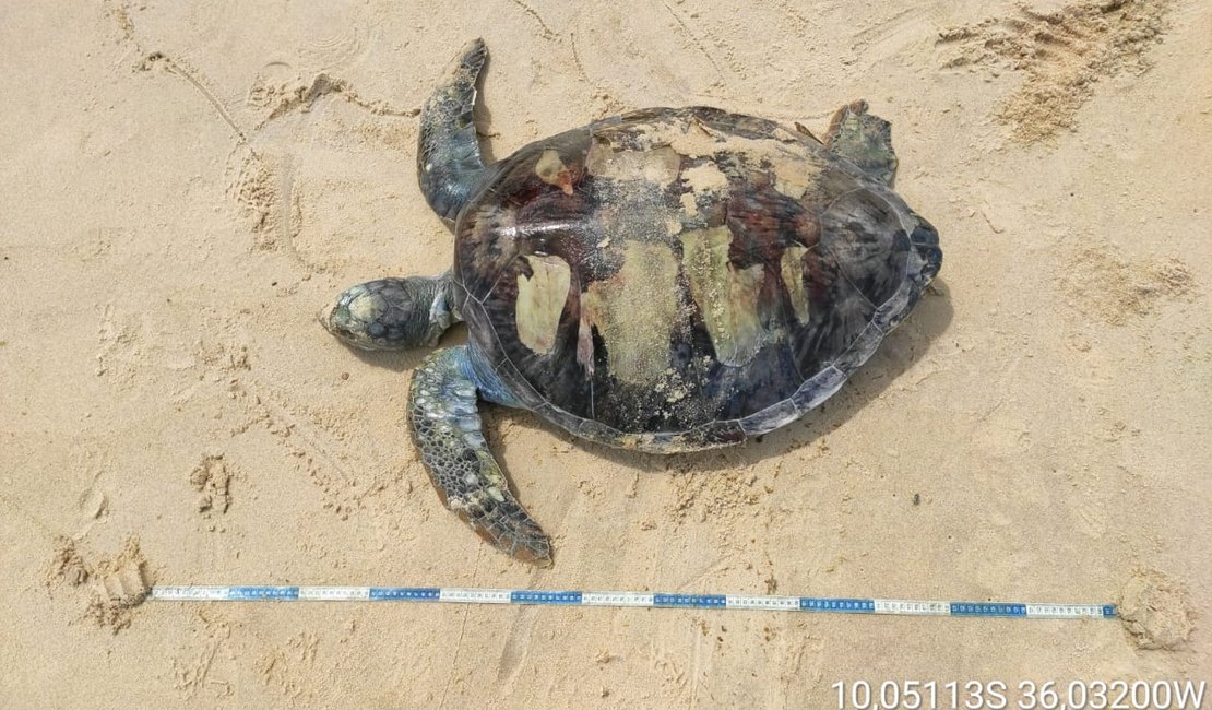 Tartaruga-Verde é encontrada em avançado estado de decomposição em Jequiá da Praia