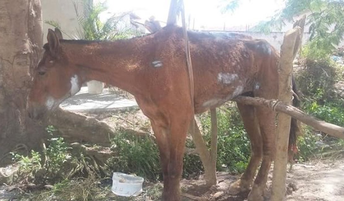 Cavalo agoniza há 48 horas e zoonoses não atende pedidos de resgate 