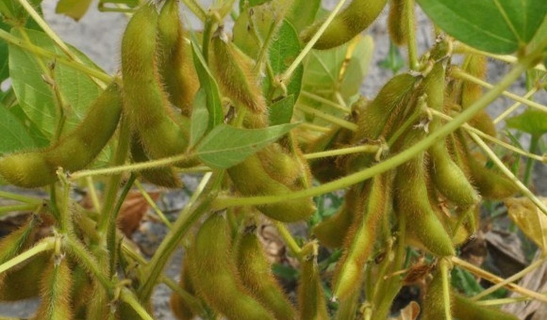 Soja produzida em Alagoas será exportada para a Europa