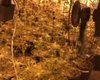 Polícia descobre plantação de maconha dentro de casa em condomínio de Florianópolis
