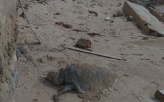 Tartaruga foi encontrada morta na Praia de Barra Grande