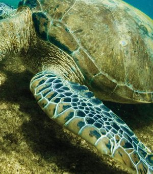 Mais de 4 mil tartarugas foram mortas em Alagoas pela poluição e ação humana