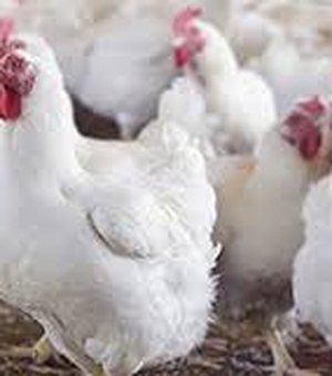 Avícola amanhece com 80 frangos a menos em Arapiraca 