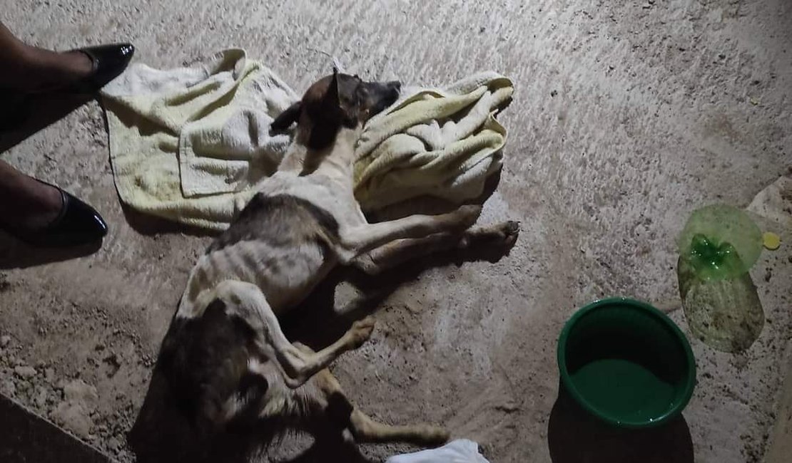Revolta: mais um cachorro morre após engolir vidro em Maragogi