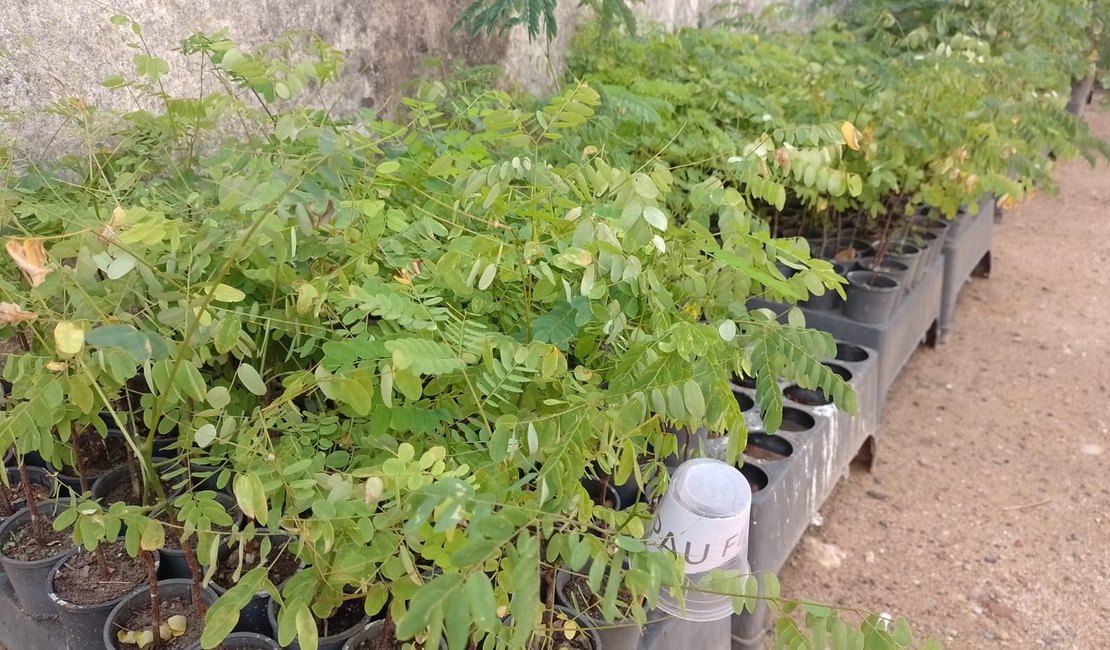 Igaci distribui três mil mudas de plantas nativas para arborizar o município