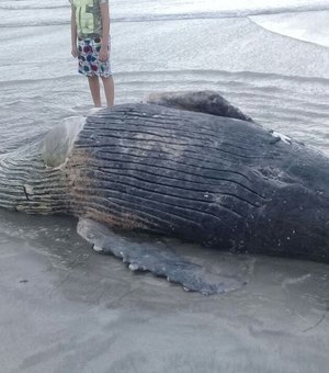 Filhote de baleia Jubarte é encontrado morto na Praia de Pajuçara