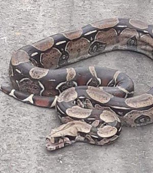 Cobra jiboia é capturada em Maragogi
